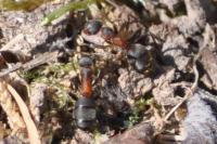 Formica pratensis