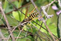 Polistes bischoffi