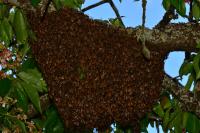 Apis mellifera