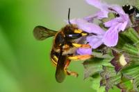 Anthidium manicatum