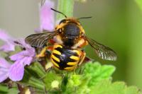 Anthidium manicatum
