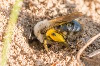 Andrena vaga