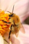 Bombus pascuorum