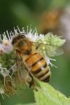 Apis mellifera