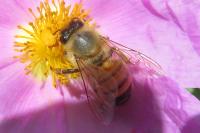 Apis mellifera