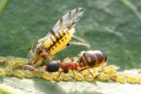 Dolichoderus quadripunctatus