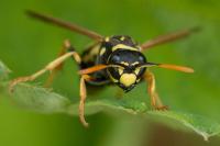 Polistes dominula