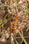 Nomada