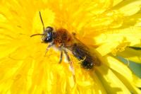 Andrena haemorrhoa