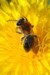 Andrena haemorrhoa