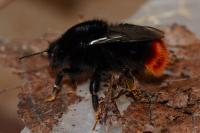 Bombus lapidarius