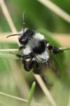 Andrena cineraria