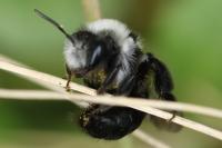 Andrena cineraria