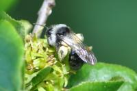 Andrena cineraria