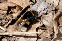 Bombus terrestris