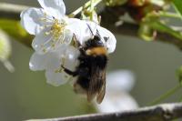 Bombus sylvestris
