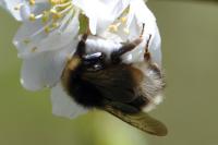 Bombus sylvestris