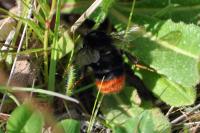 Bombus lapidarius