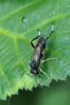 Macrophya montana