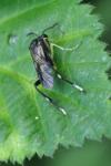 Macrophya montana