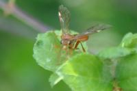Tenthredopsis nassata