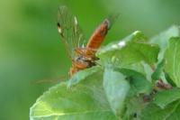 Tenthredopsis nassata