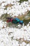 Chrysis ignita