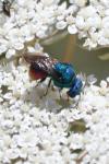 Chrysis ignita
