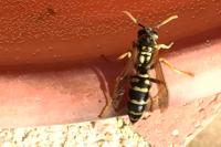 Polistes dominula