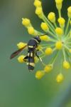 Leucospis