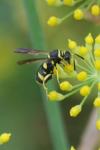 Leucospis
