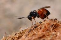 Diplolepis rosae