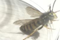 Vespula germanica