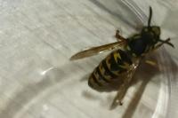 Vespula germanica