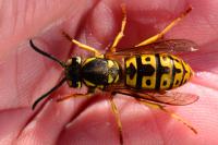 Vespula germanica