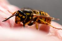 Vespula germanica