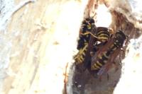 Polistes dominula