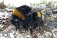 Bombus terrestris