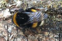 Bombus terrestris