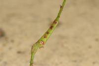 Diastrophus rubi