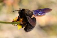 Xylocopa violacea