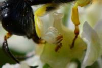 Lestica clypeata