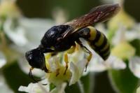 Lestica clypeata