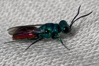 Chrysis ignita