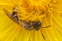 Lasioglossum calceatum