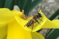 Andrena gravida