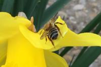 Andrena gravida