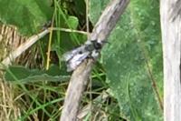 Andrena cineraria