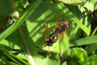 Nomada bifasciata