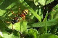 Nomada bifasciata